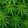 Cannabisblätter vor schwarzem Hintergrund