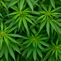 Cannabisblätter vor schwarzem Hintergrund