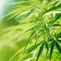 Cannabispflanze