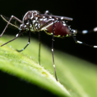 Aedes-Mücke